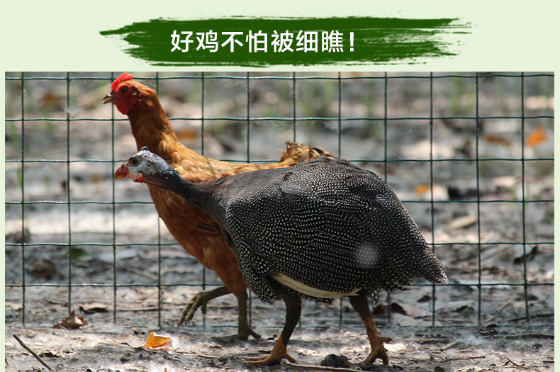 珍珠鸡