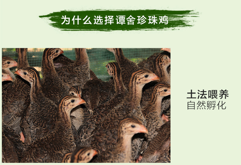 珍珠鸡