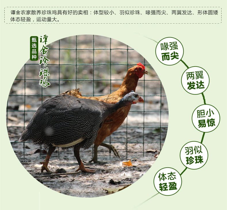 珍珠鸡