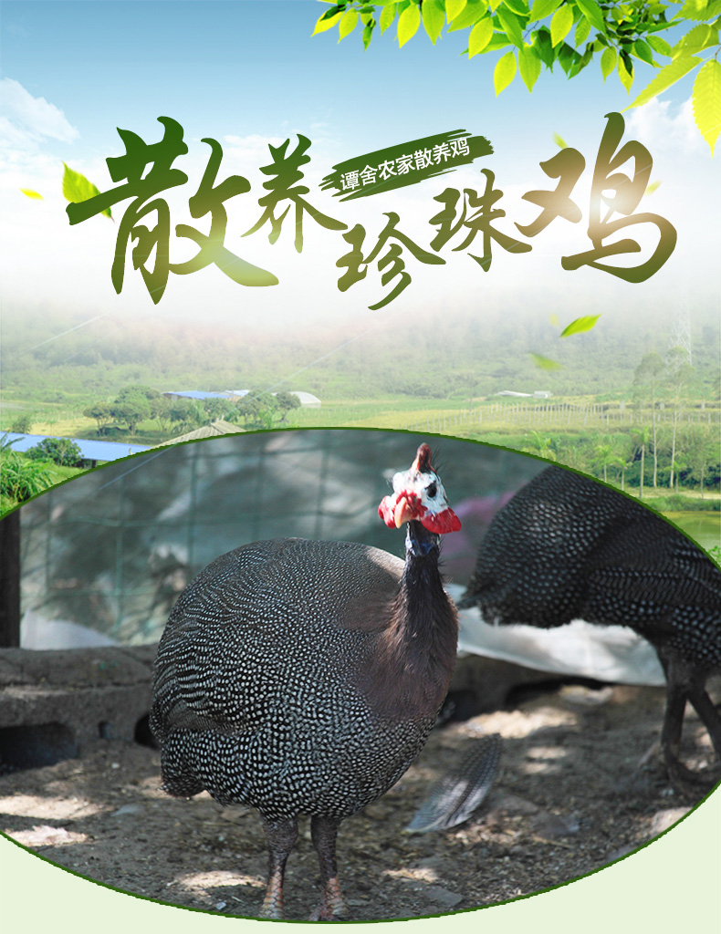 珍珠鸡