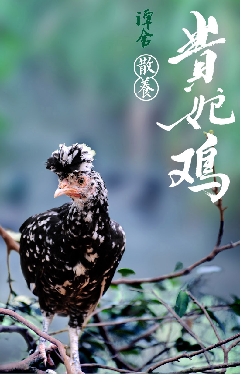 散养贵妃鸡