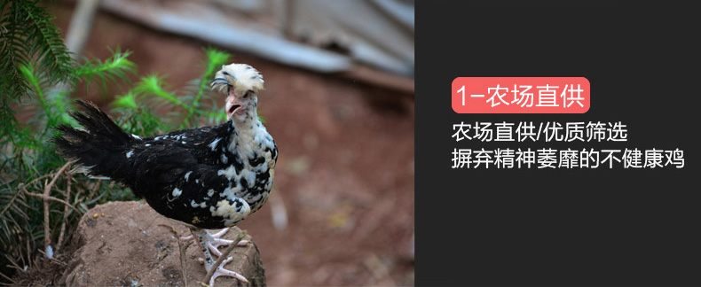 贵妃鸡