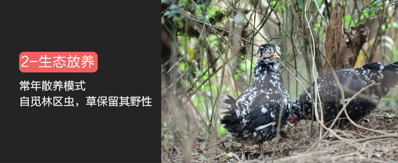 贵妃鸡